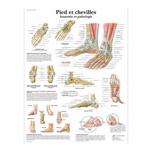 Planche anatomique - Pied et chevilles - Anatomie et pathologie 3B Scientific 