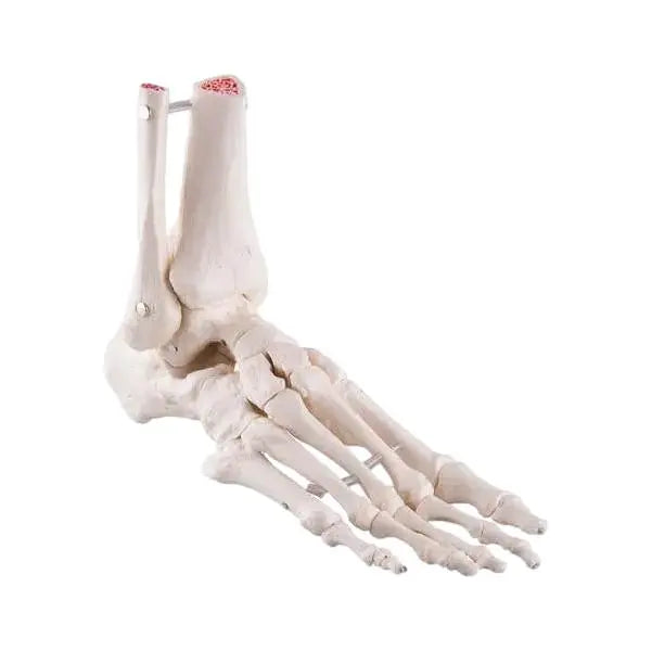 Skeleton of the foot with tibia and fibula (fibula) stump, elastic mounting, side